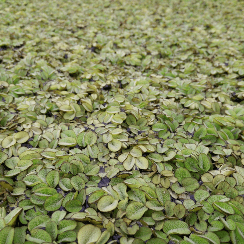 Salvinia Natans Floating Watermoss (Pond Portion)