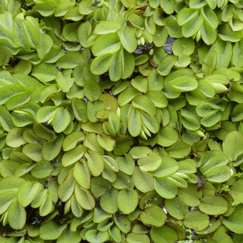 Salvinia Natans Floating Watermoss (Pond Portion)