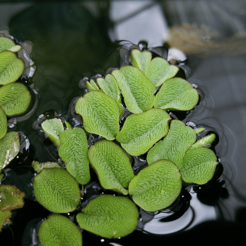 Salvinia Natans Floating Watermoss (Pond Portion)