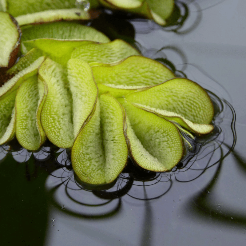 Salvinia Natans Floating Watermoss (Pond Portion)