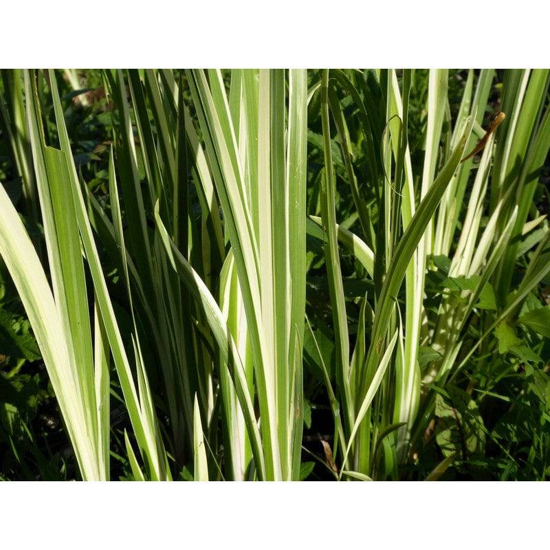 Acorus Calamus Variegatus 1 litre and 3 litre Live Plant - Real Aquatics