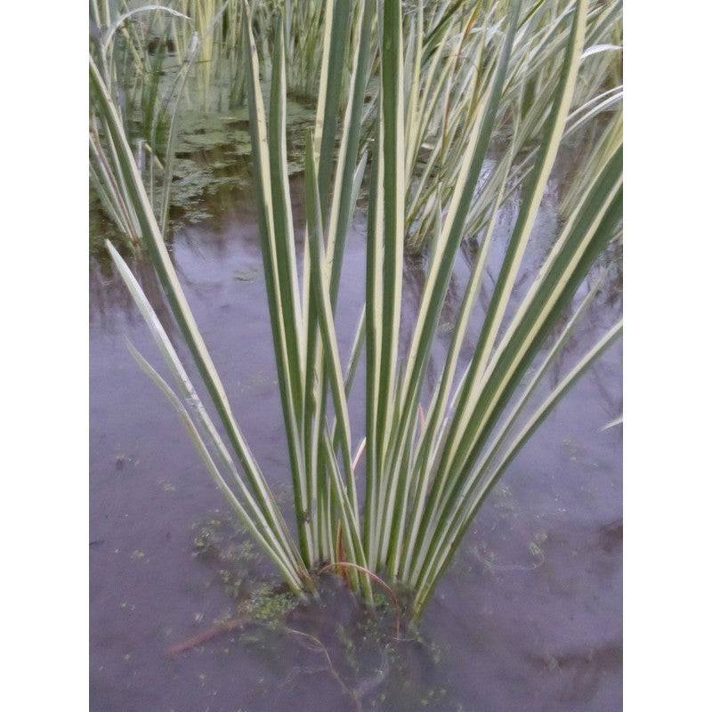 Acorus Calamus Variegatus 1 litre and 3 litre Live Plant - Real Aquatics