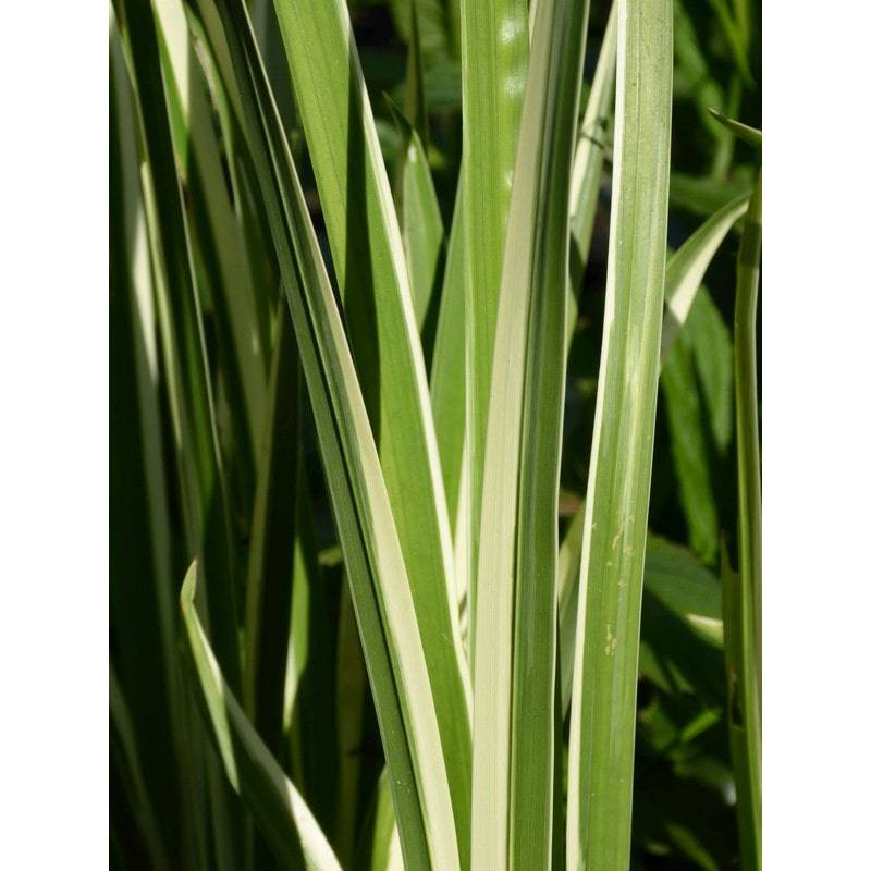 Acorus Calamus Variegatus 1 litre and 3 litre Live Plant - Real Aquatics