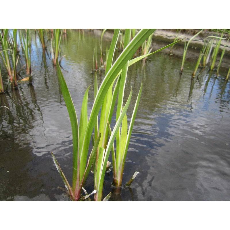 Acorus Calamus Variegatus 1 litre and 3 litre Live Plant - Real Aquatics