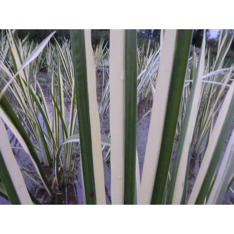 Acorus Calamus Variegatus 1 litre and 3 litre Live Plant - Real Aquatics