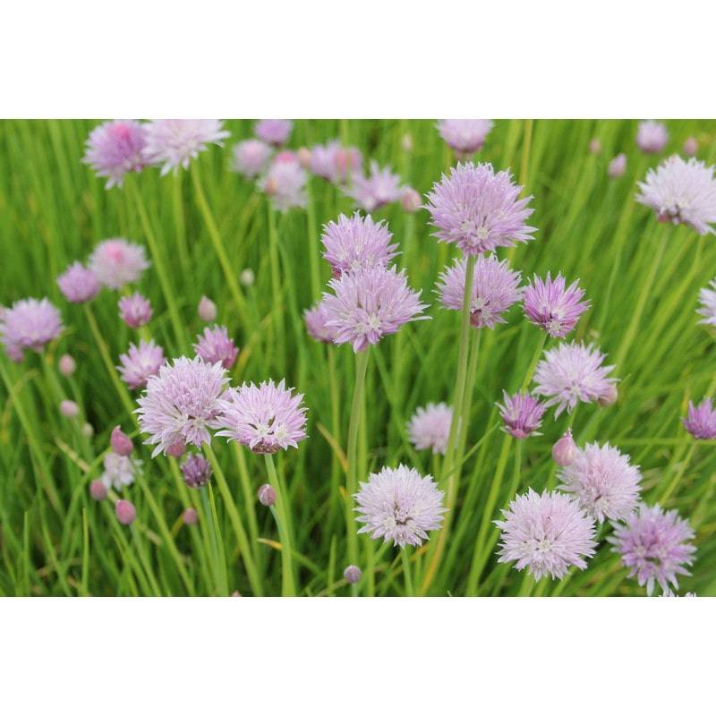 Allium Schoenoprasum Chives - Real Aquatics