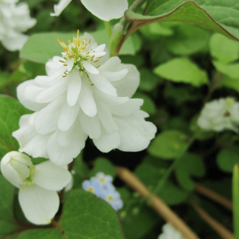 Houttuynia Cordata 'Plena' Orange Peel 9cm Pond Plant - Real Aquatics