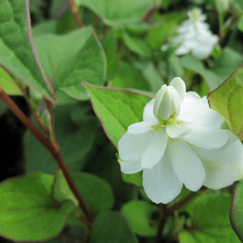 Houttuynia Cordata 'Plena' Orange Peel 9cm Pond Plant - Real Aquatics