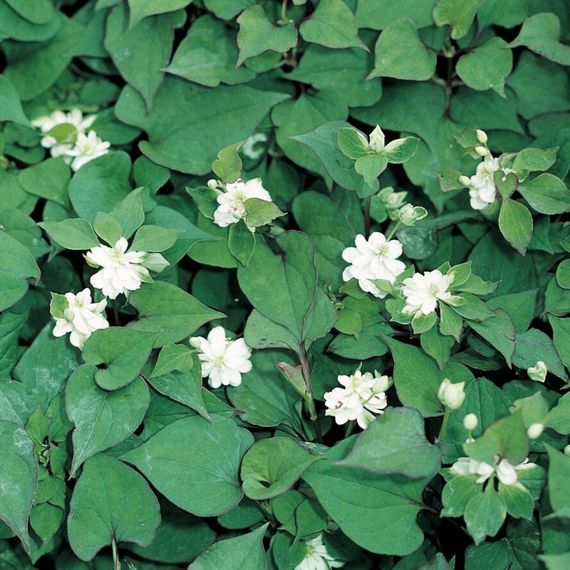 Houttuynia Cordata 'Plena' Orange Peel 9cm Pond Plant - Real Aquatics