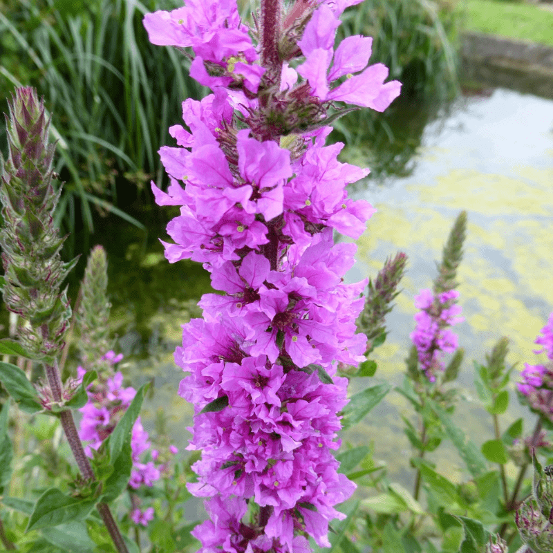 Lythrum Salicaria Purple Loosestrife 9cm Pond Plant - Real Aquatics