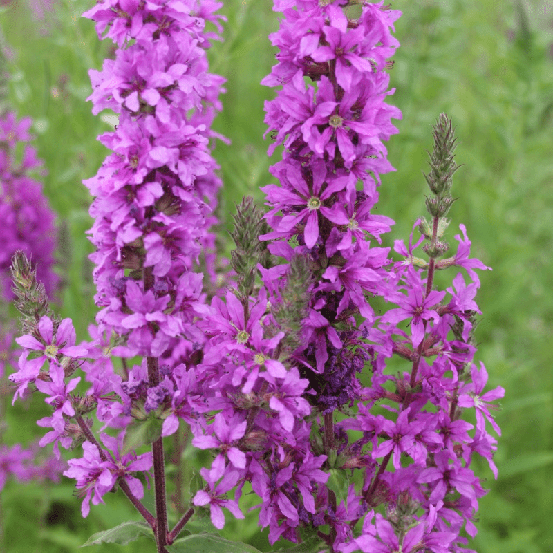 Lythrum Salicaria Purple Loosestrife 9cm Pond Plant - Real Aquatics