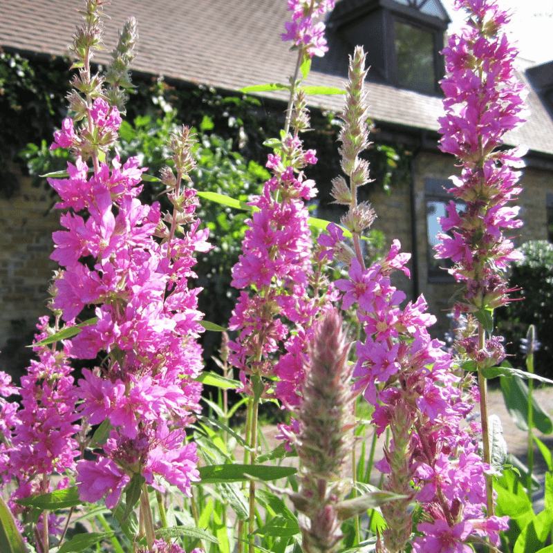 Lythrum Salicaria Purple Loosestrife 9cm Pond Plant - Real Aquatics