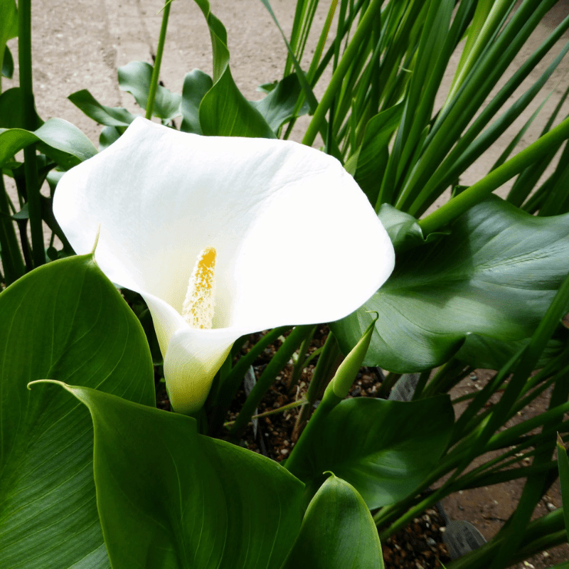 Zantedeschia Aethiopica 'Crowborough' Arum Lily 1Ltr Pond Plant - Real Aquatics