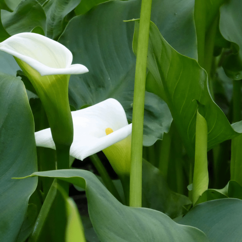 Zantedeschia Aethiopica 'Crowborough' Arum Lily 1Ltr Pond Plant - Real Aquatics