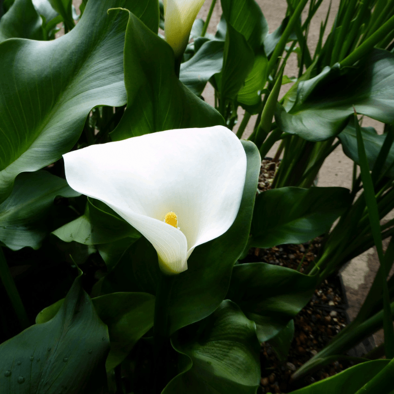 Zantedeschia Aethiopica 'Crowborough' Arum Lily 1Ltr Pond Plant - Real Aquatics