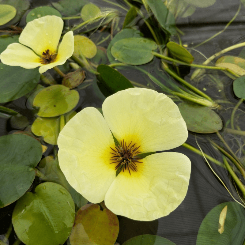 Hydrocleys Nymphoides Water Poppy