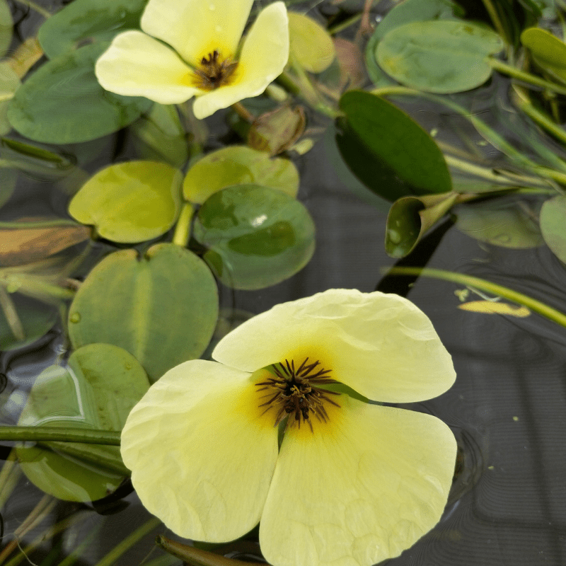 Hydrocleys Nymphoides Water Poppy