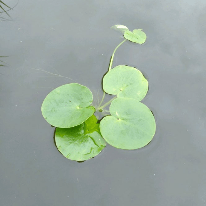 Limnobium Laevigatum Smooth Frogbit