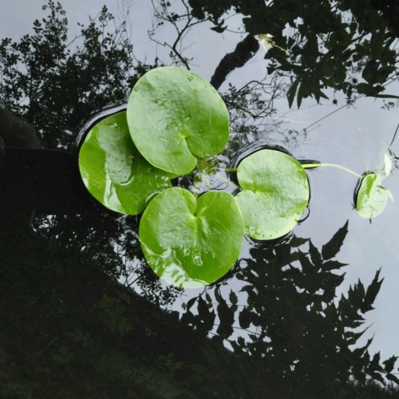 Limnobium Laevigatum Smooth Frogbit