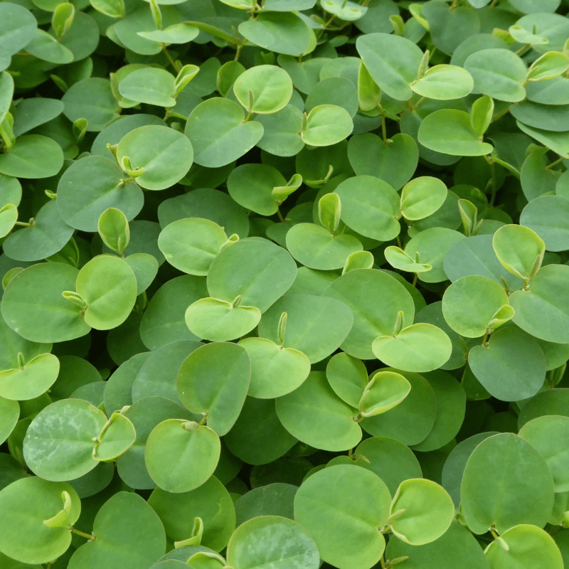 Phyllanthus Fluitans Red Root Floater