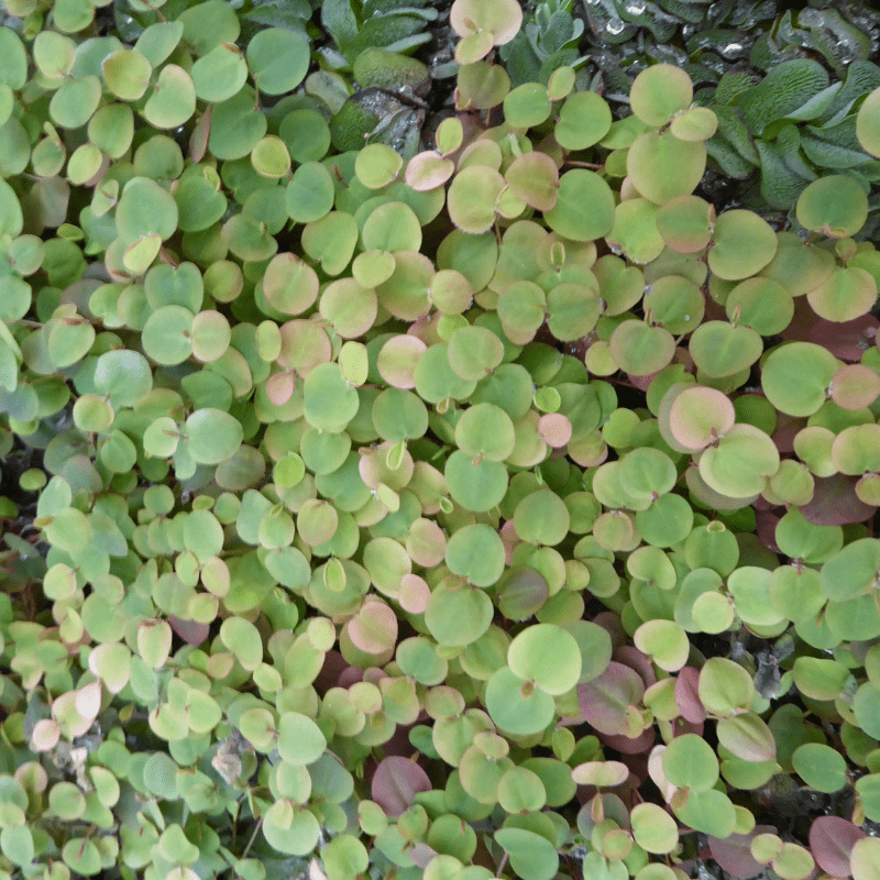 Phyllanthus Fluitans Red Root Floater