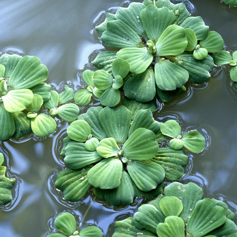 Pistia Stratiotes Water Lettuce Bundles