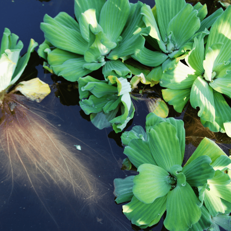 Pistia Stratiotes Water Lettuce Bundles