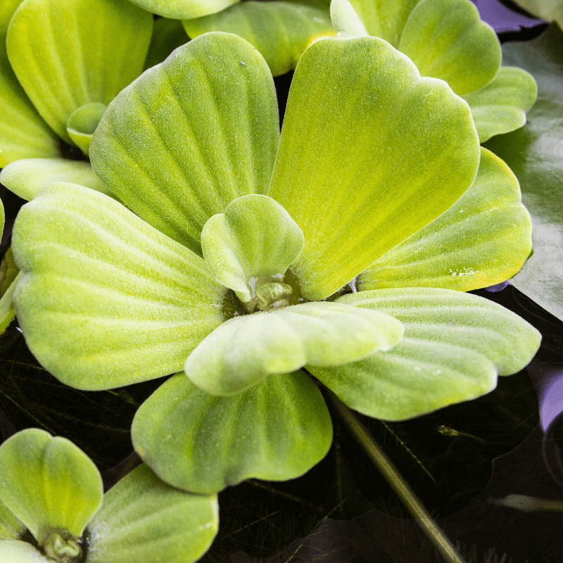 Pistia Stratiotes Water Lettuce Bundles