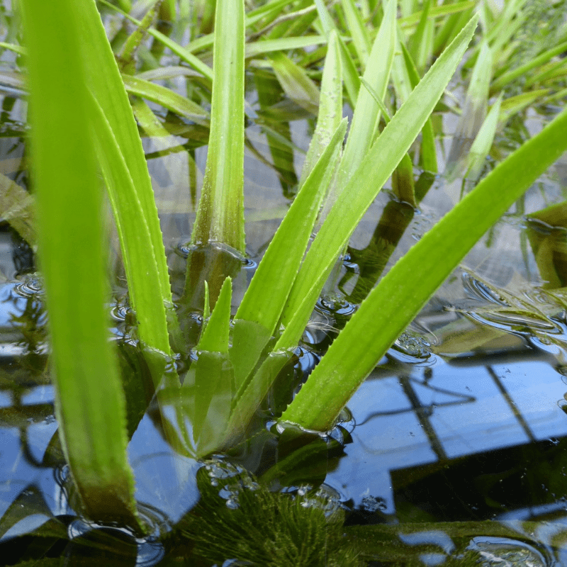 Stratiotes Aloides Water Soldier