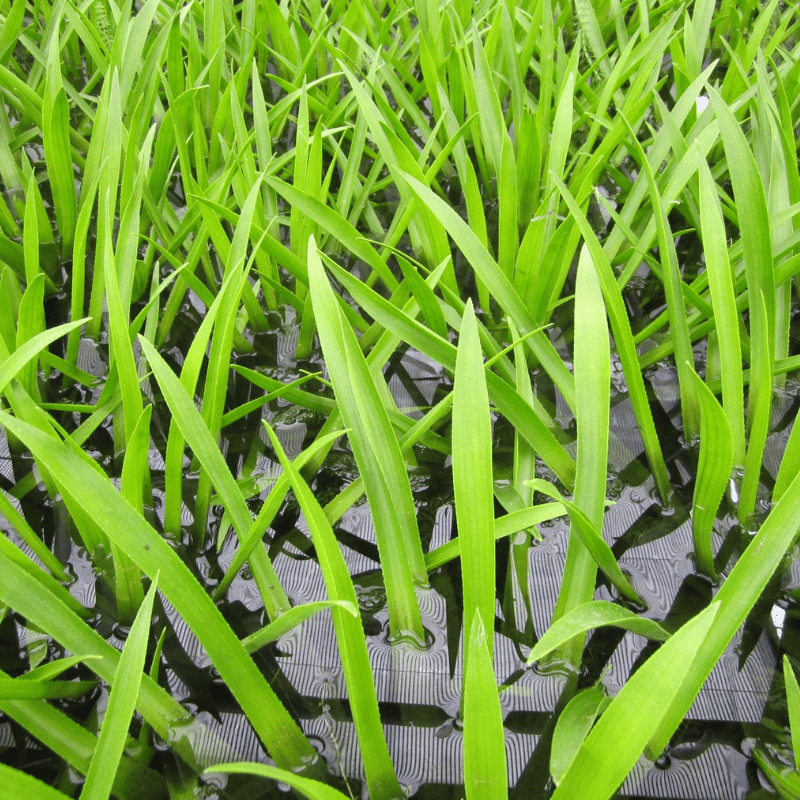 Stratiotes Aloides Water Soldier