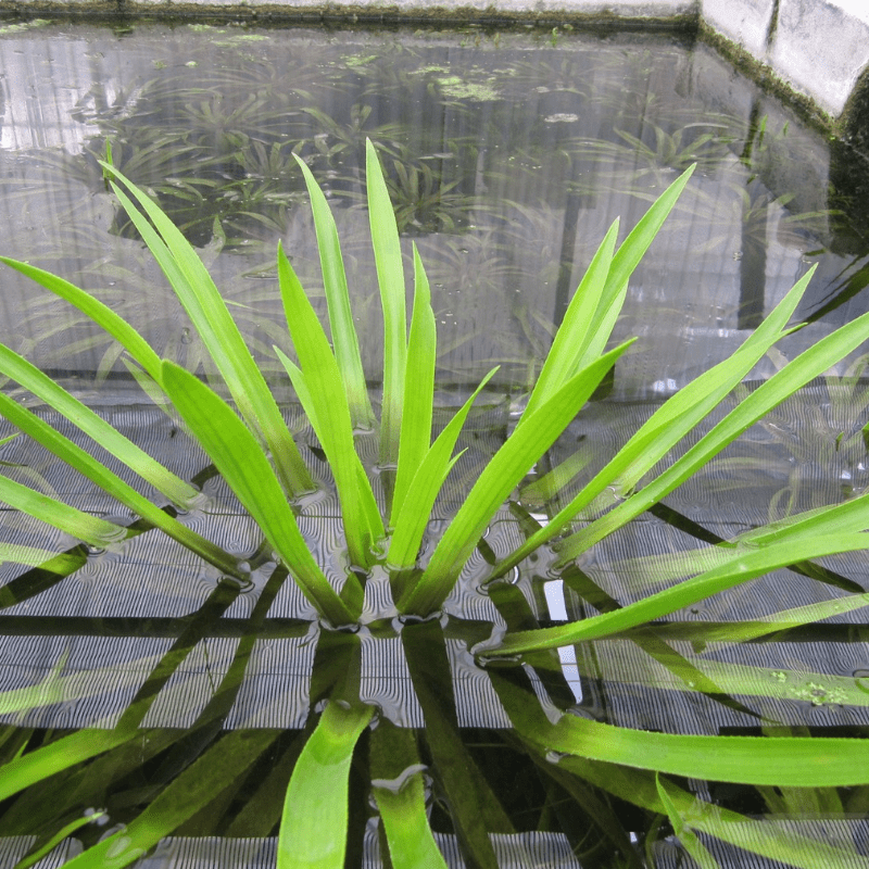 Stratiotes Aloides Water Soldier