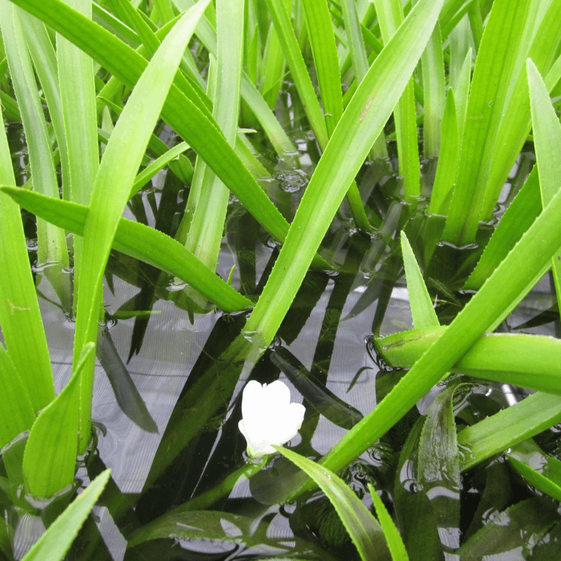 Stratiotes Aloides Water Soldier