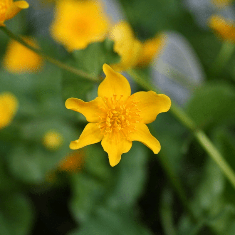 Wildlife Pond Plant Collection Bundle