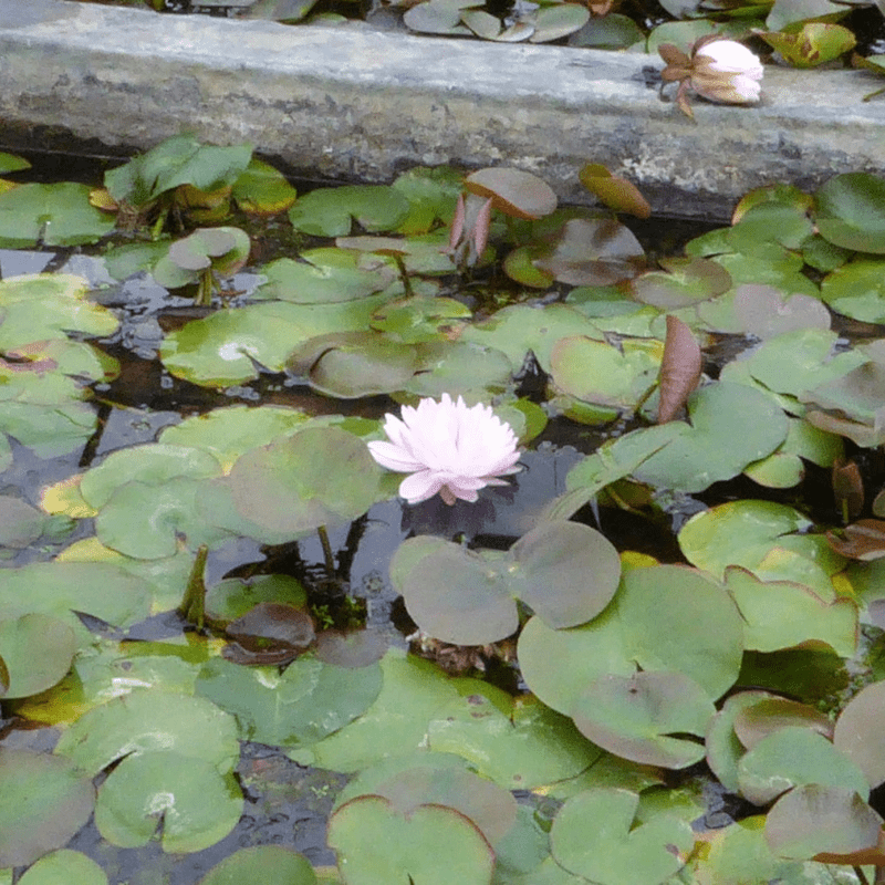 Nymphaea Gloire Temple Sur Lot Water Lily 3 Ltr