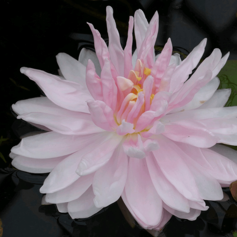 Nymphaea Gloire Temple Sur Lot Water Lily 3 Ltr