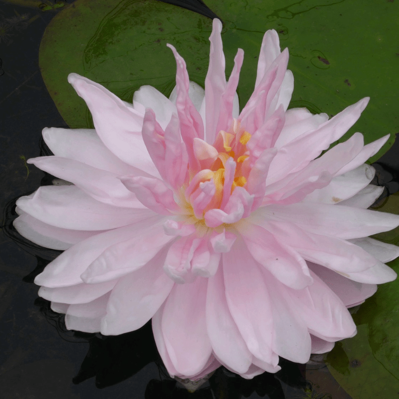 Nymphaea Gloire Temple Sur Lot Water Lily 3 Ltr