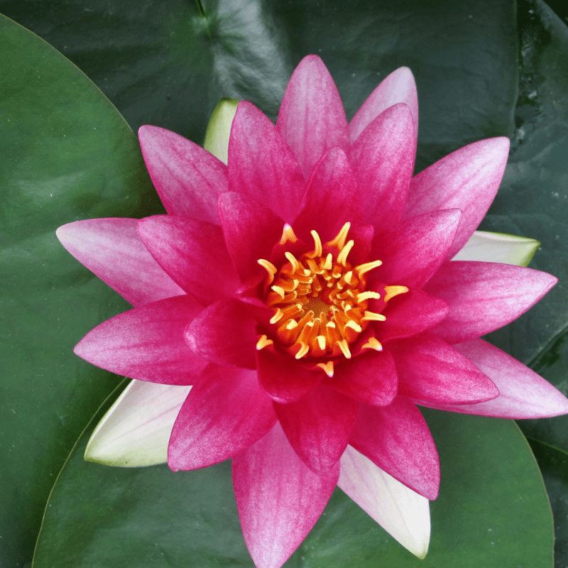 Nymphaea Attraction Water Lily