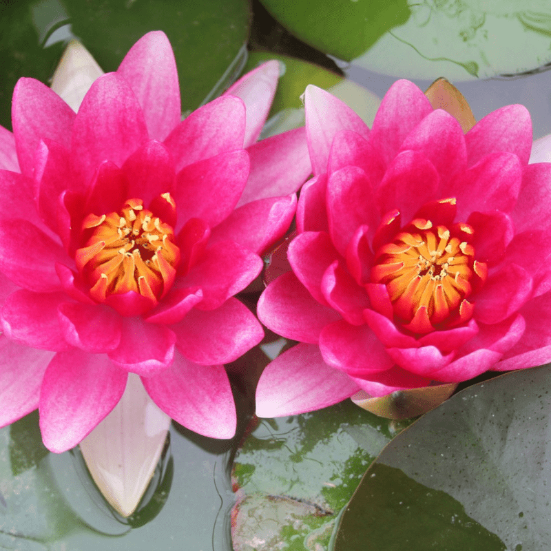 Nymphaea Attraction Water Lily