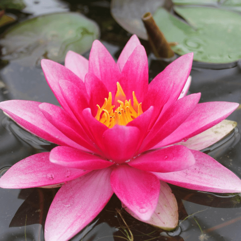 Nymphaea Attraction Water Lily