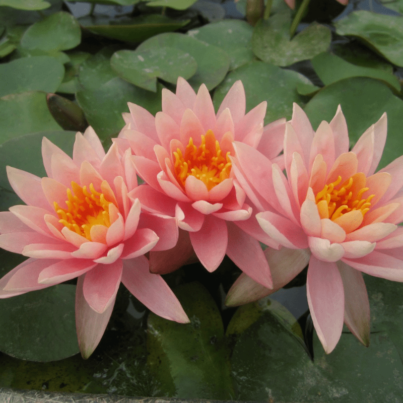 Nymphaea Colorado Water Lily