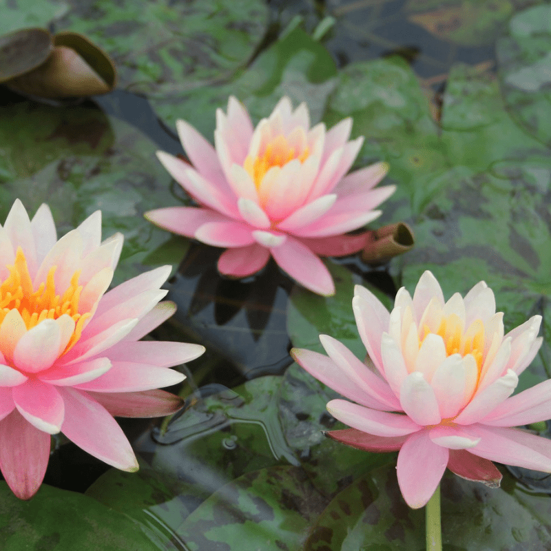 Nymphaea Colorado Water Lily