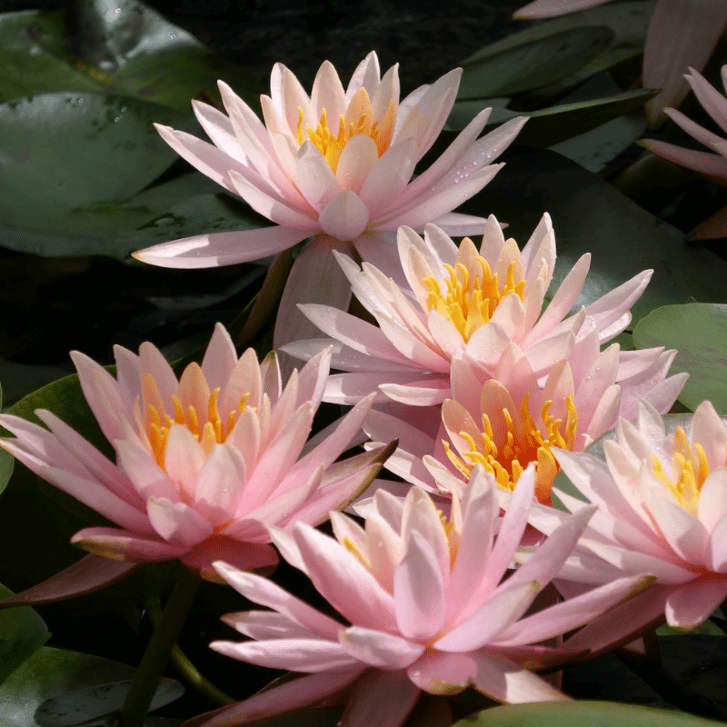 Nymphaea Colorado Water Lily