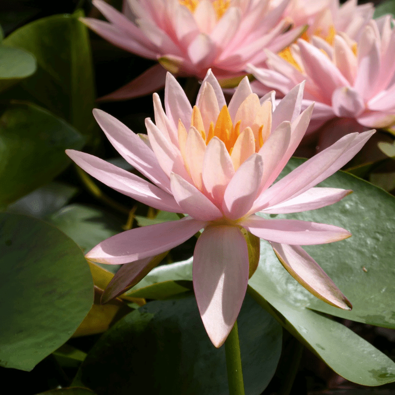 Nymphaea Colorado Water Lily