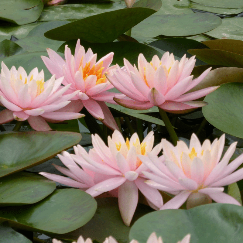 Nymphaea Colorado Water Lily