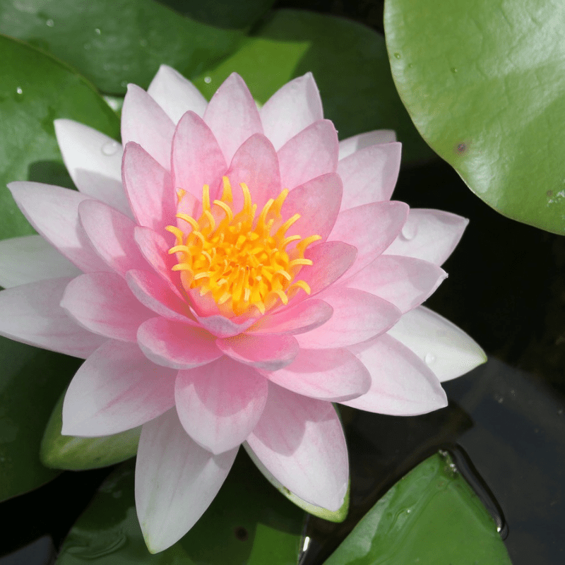 Nymphaea Darwin Hollandia Water Lily