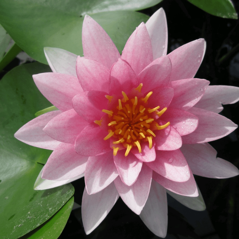 Nymphaea Darwin Hollandia Water Lily