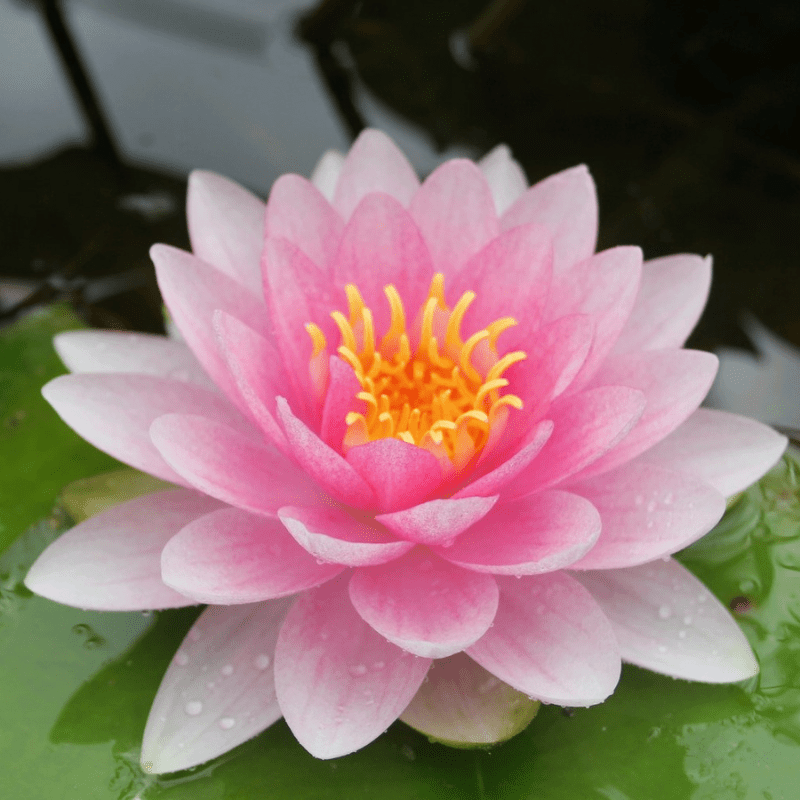 Nymphaea Darwin Hollandia Water Lily