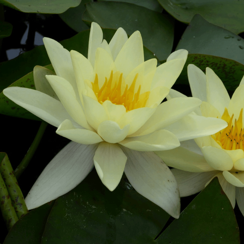 Nymphaea Marliacea Chromatella Water Lily