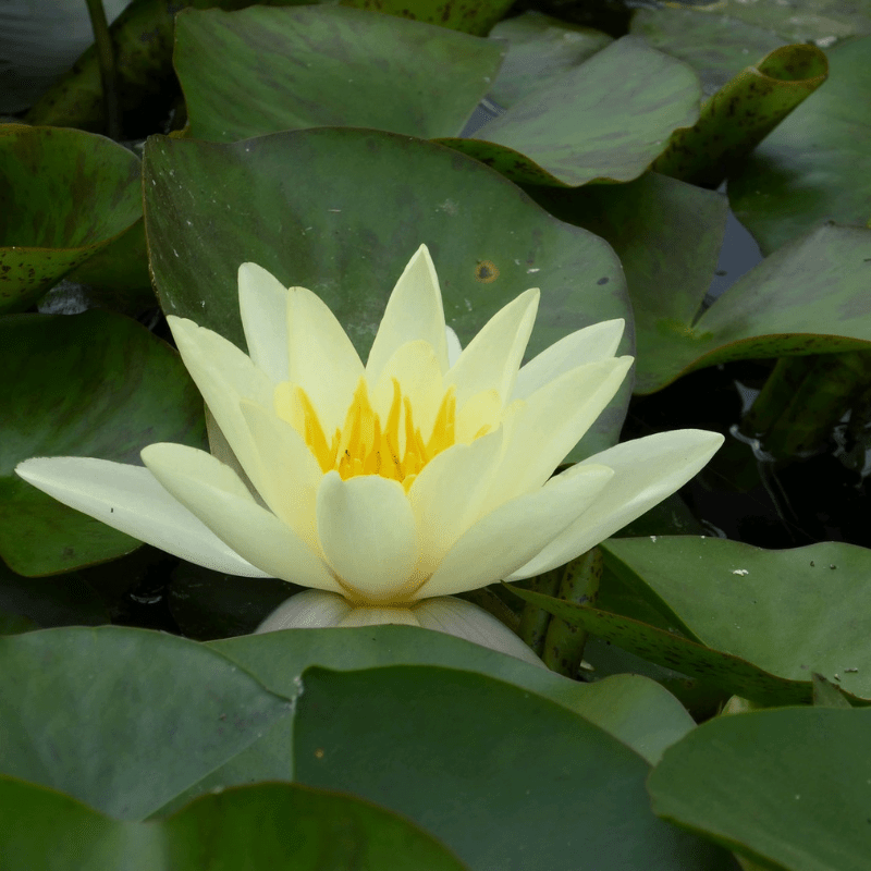 Nymphaea Marliacea Chromatella Water Lily