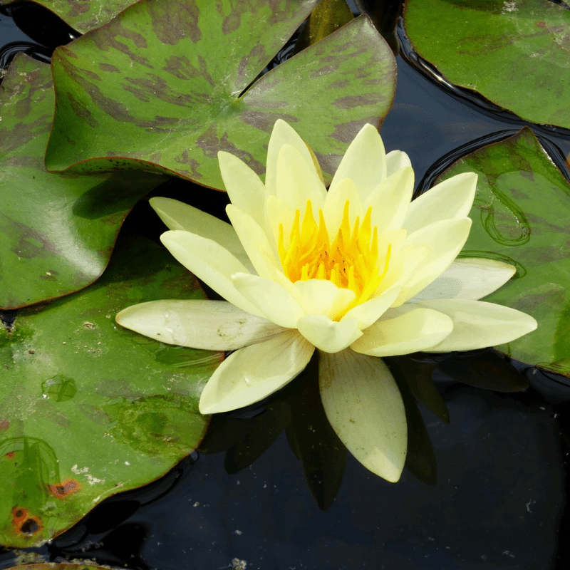 Nymphaea Marliacea Chromatella Water Lily